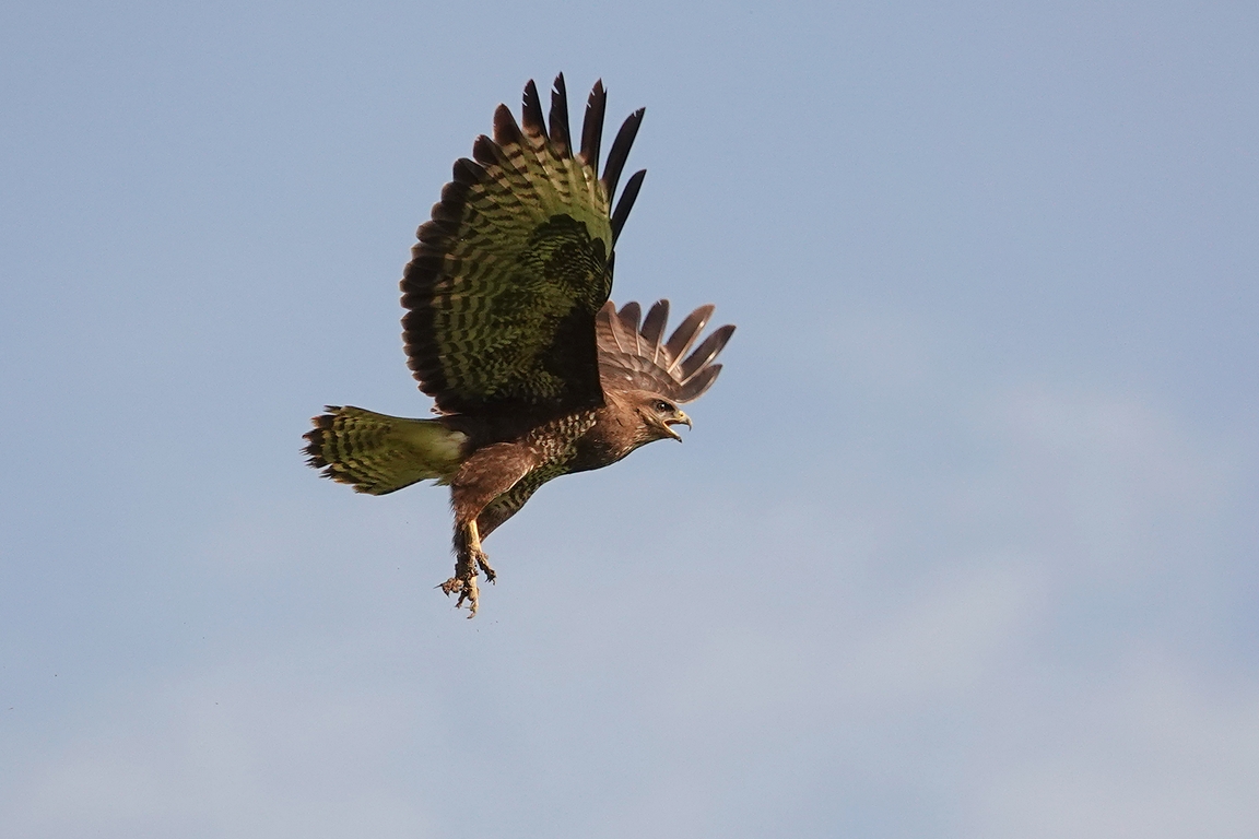 Mäusebussard