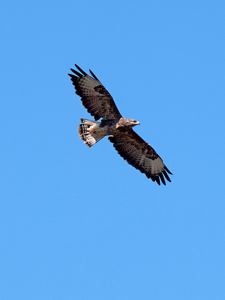 Mäusebussard