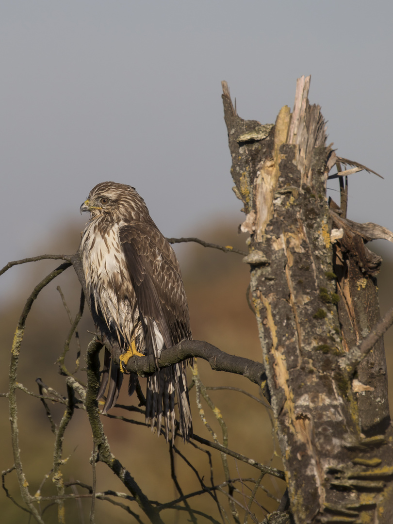 Mäusebussard