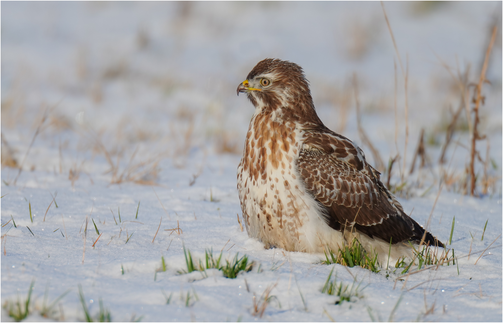 Mäusebussard