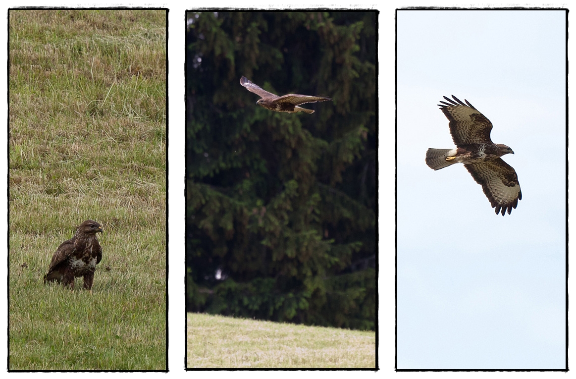 Mäusebussard