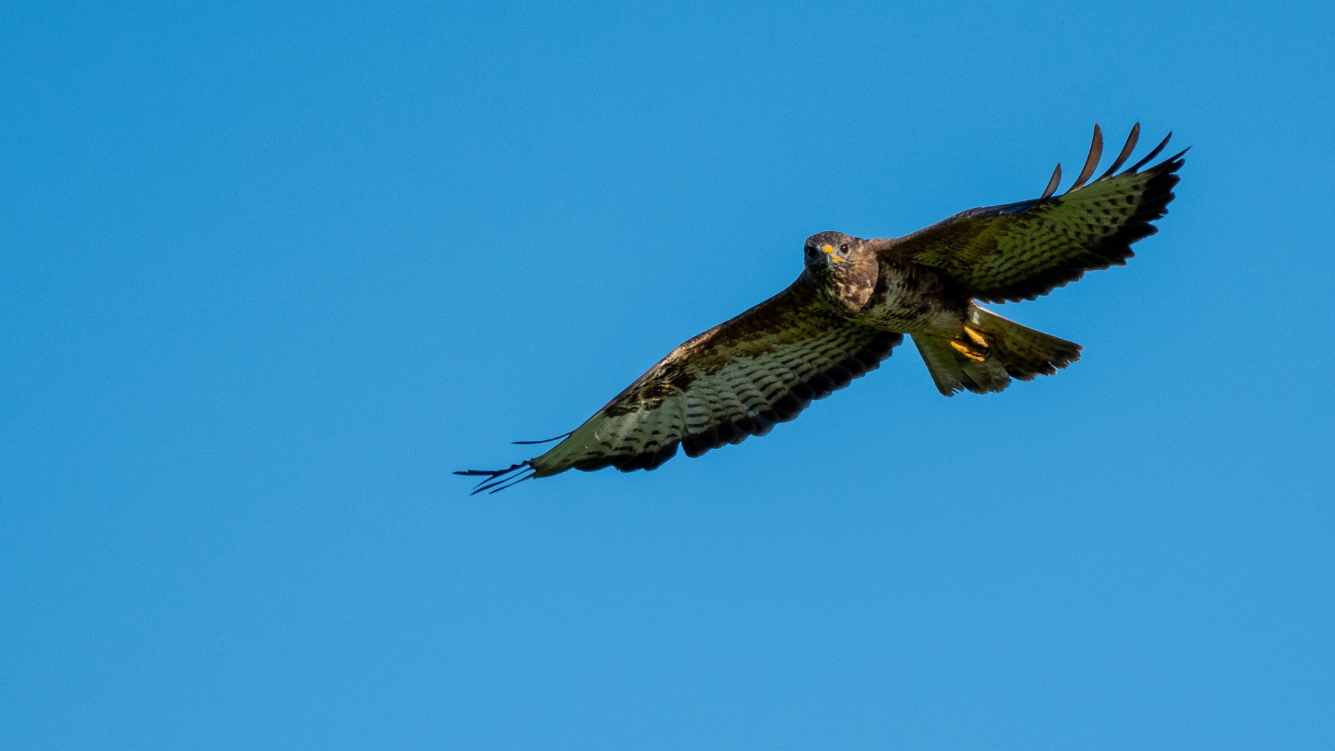 Mäusebussard