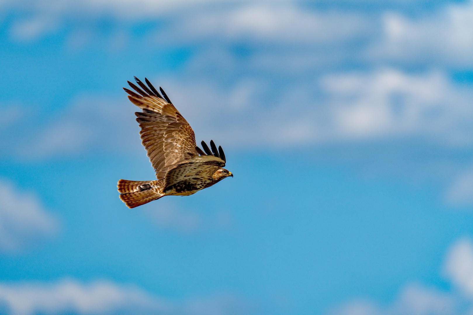 Mäusebussard