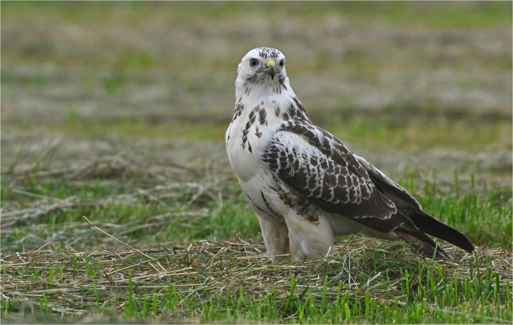 Mäusebussard 