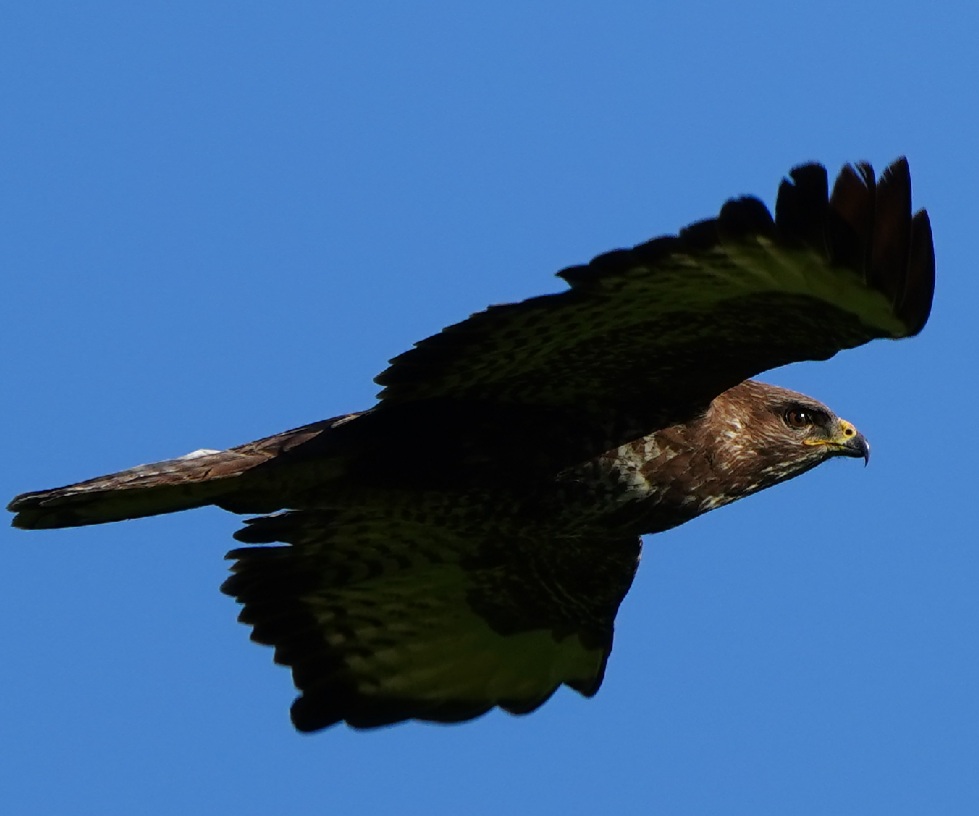 Mäusebussard 