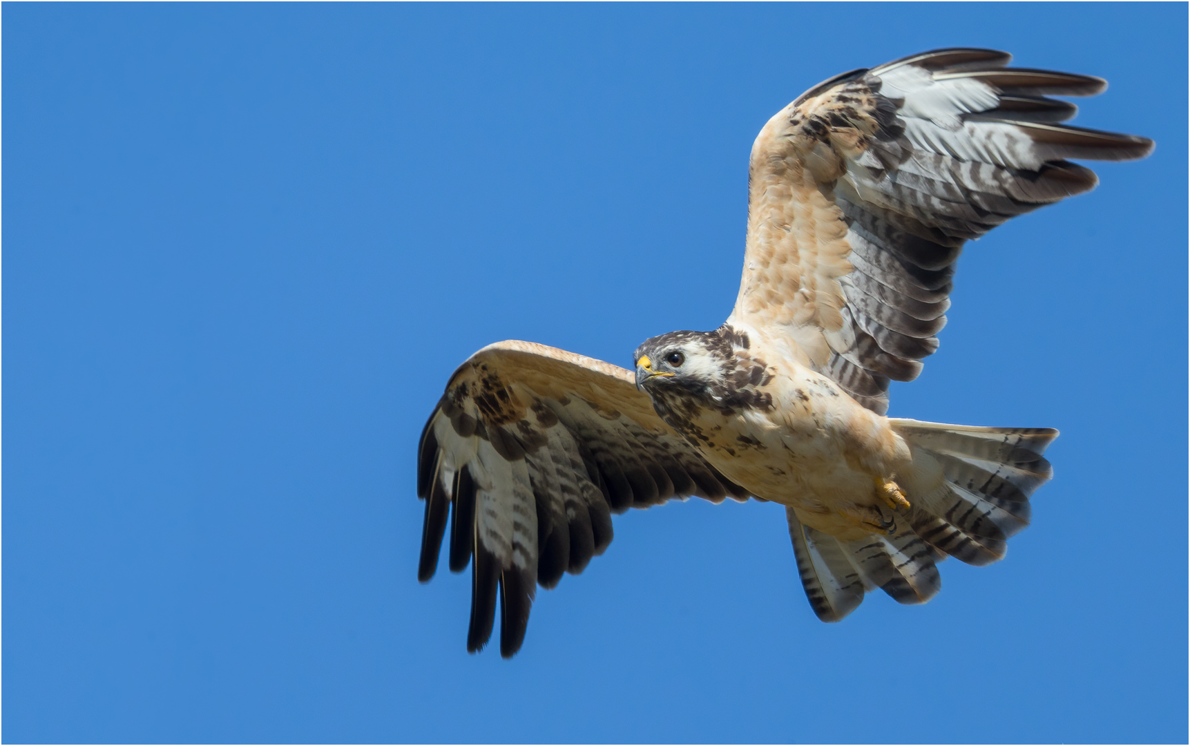 Mäusebussard