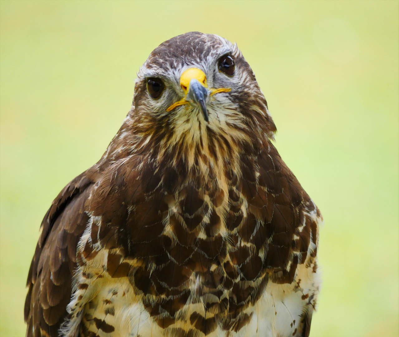 Mäusebussard