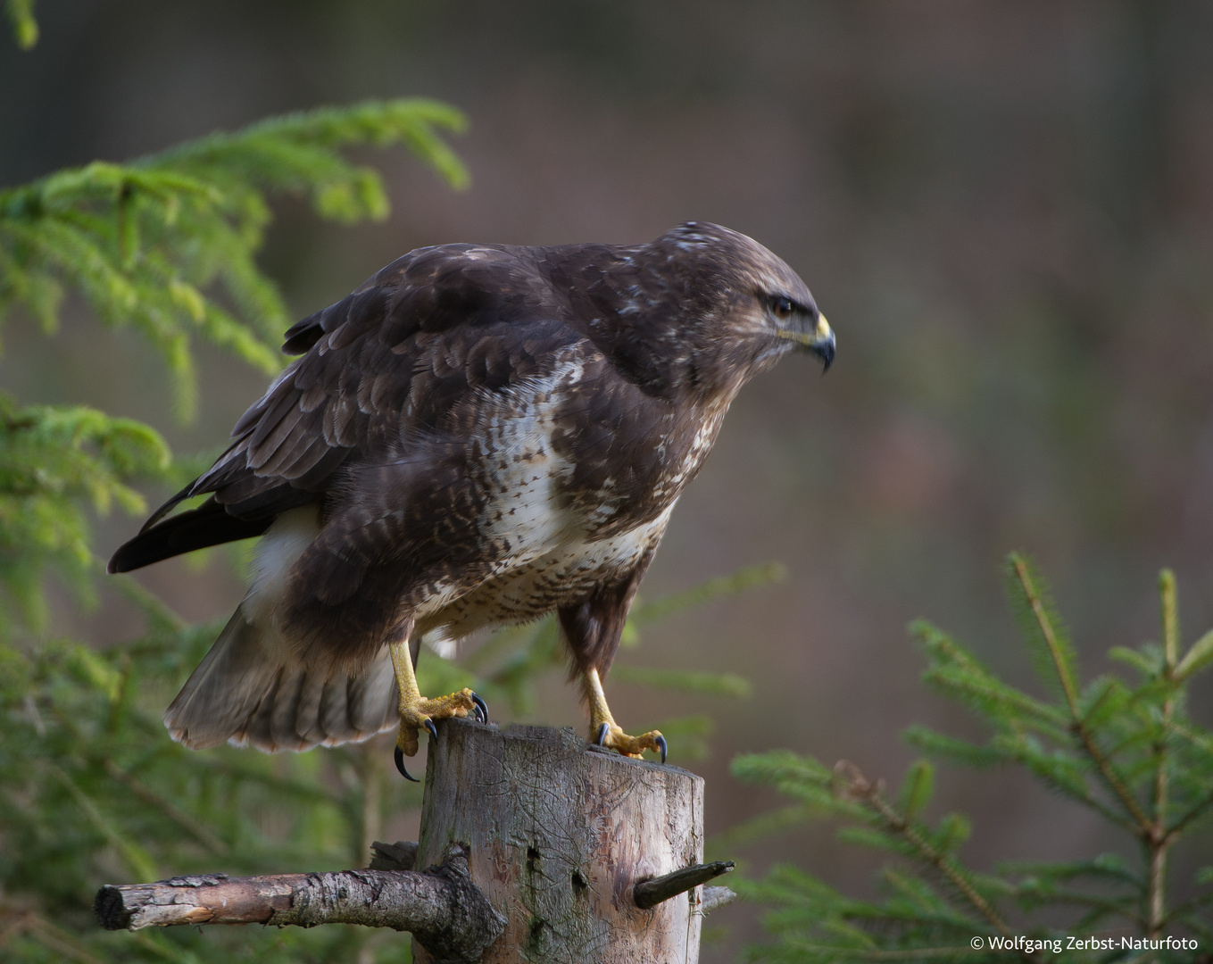 --- Mäusebussard ---