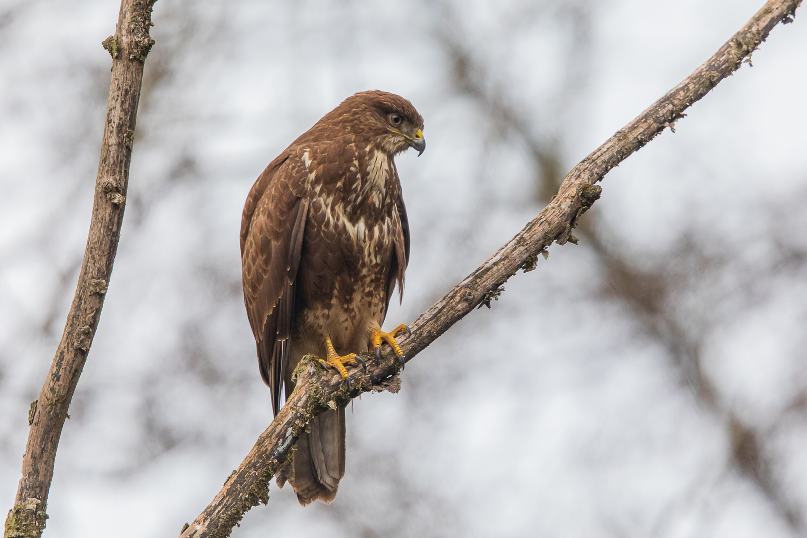 Mäusebussard