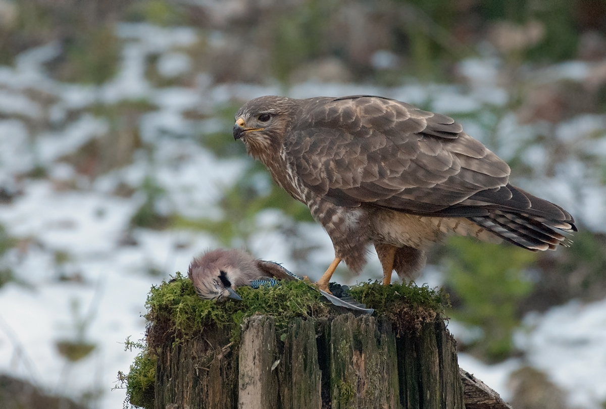 Mäusebussard