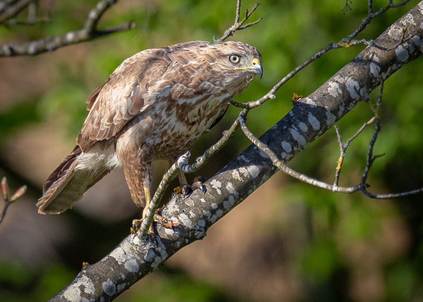 Mäusebussard