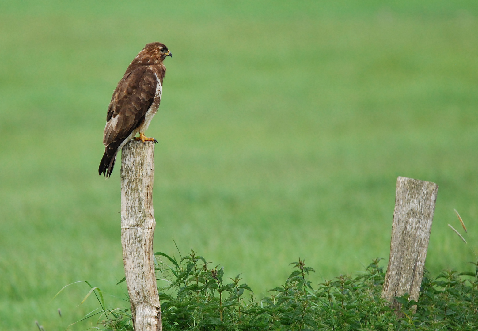 Mäusebussard