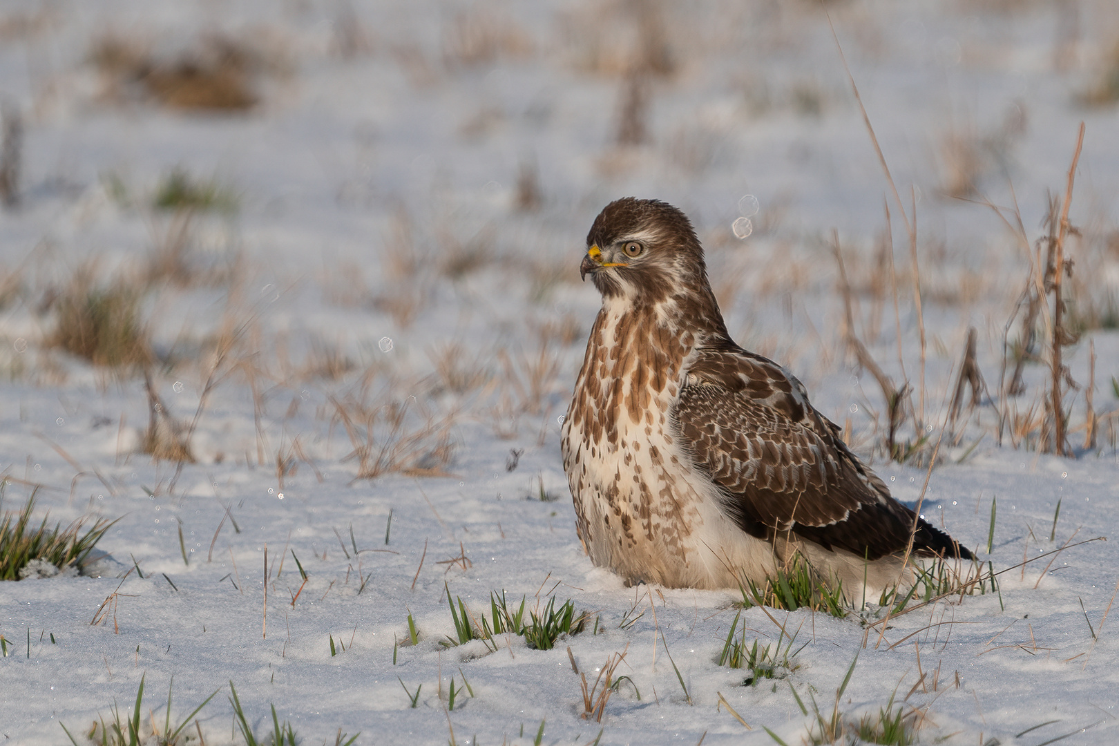 Mäusebussard