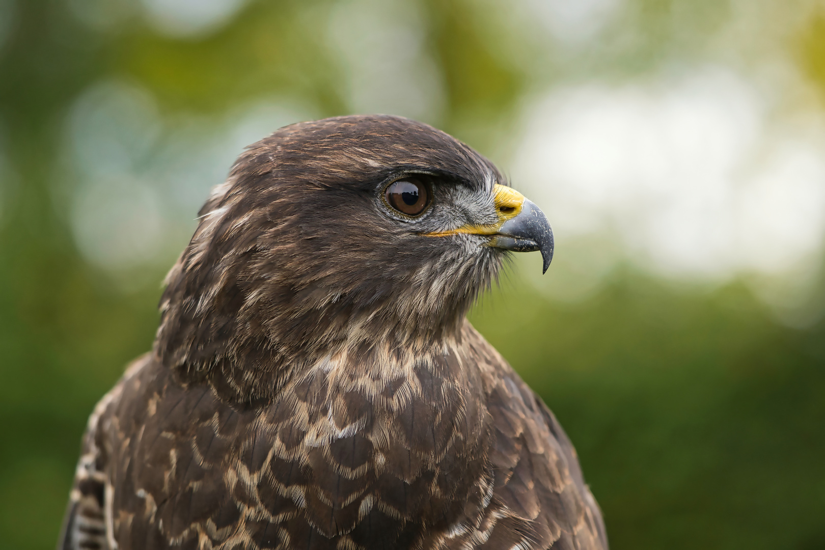 Mäusebussard