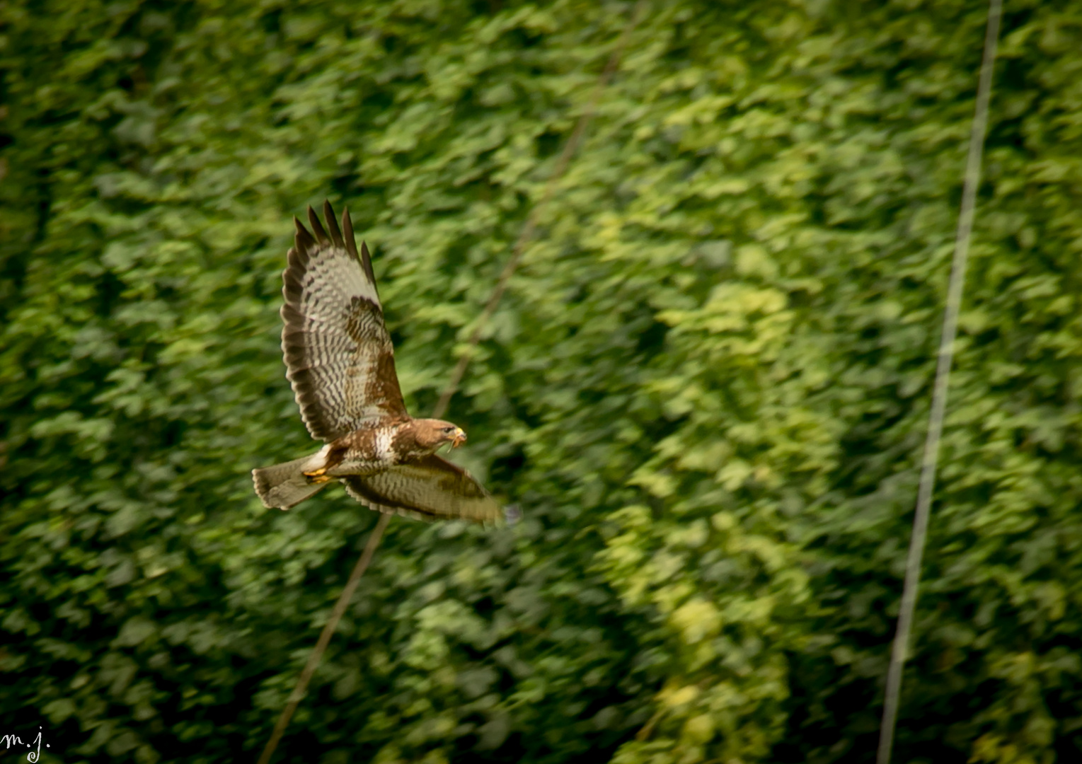 Mäusebussard