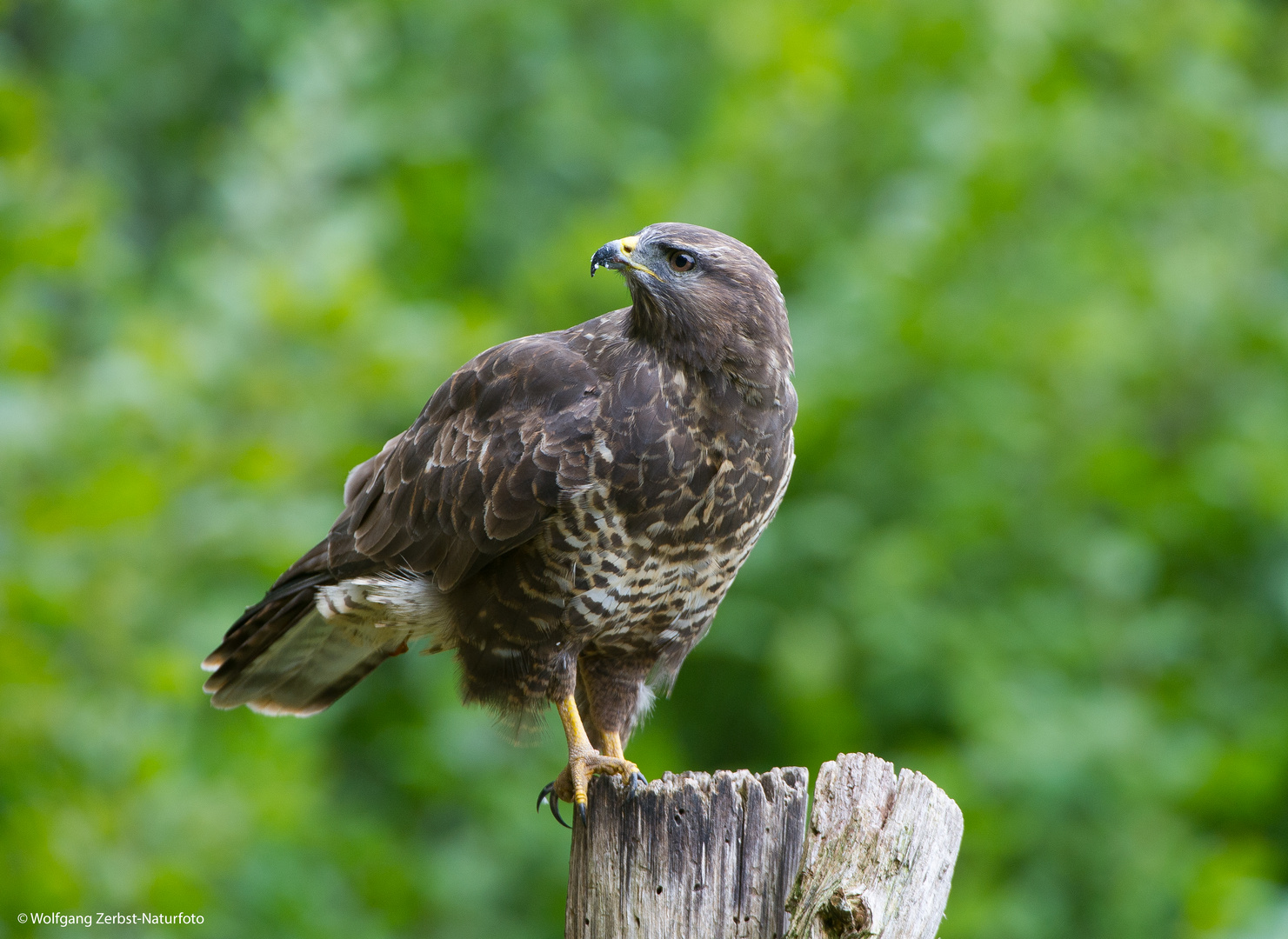 --- Mäusebussard --- 