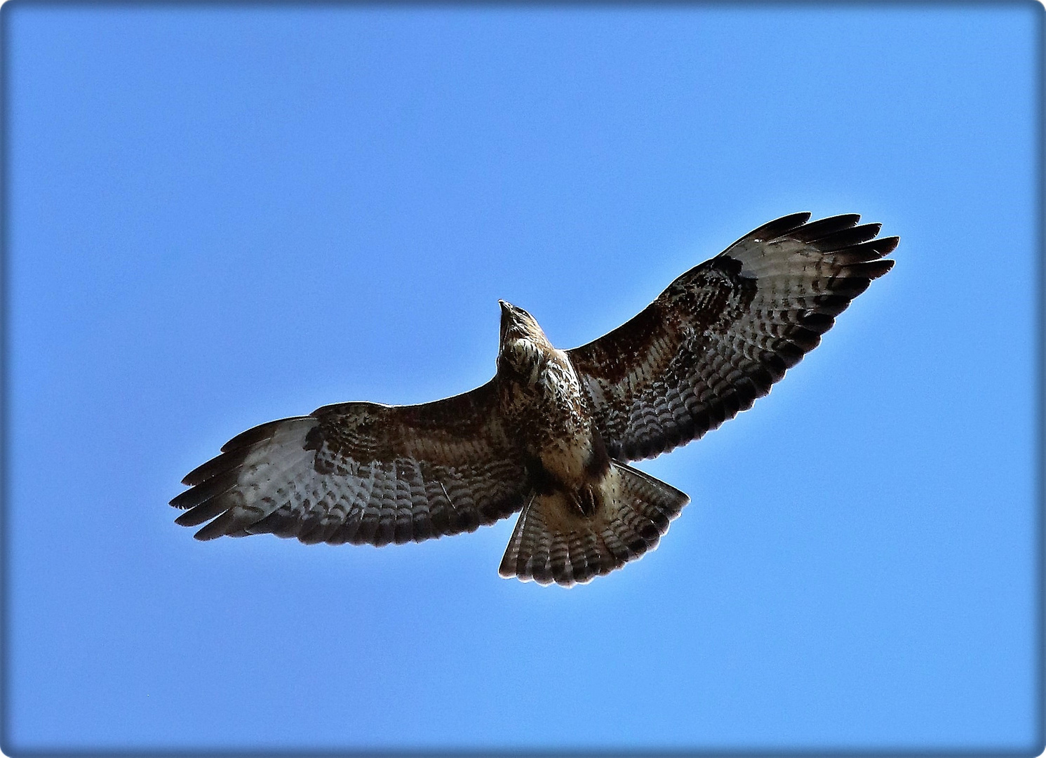 Mäusebussard