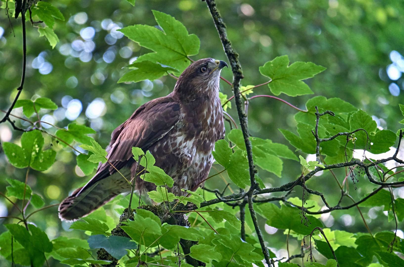 Mäusebussard