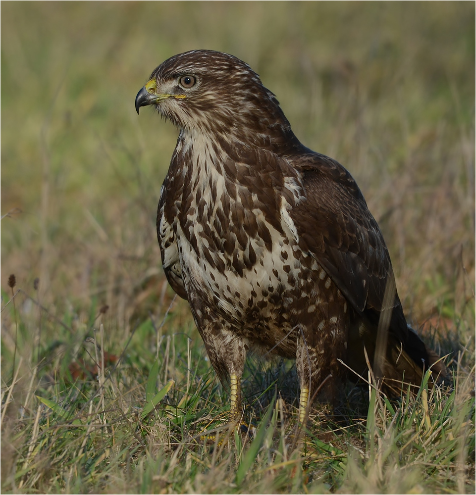 Mäusebussard