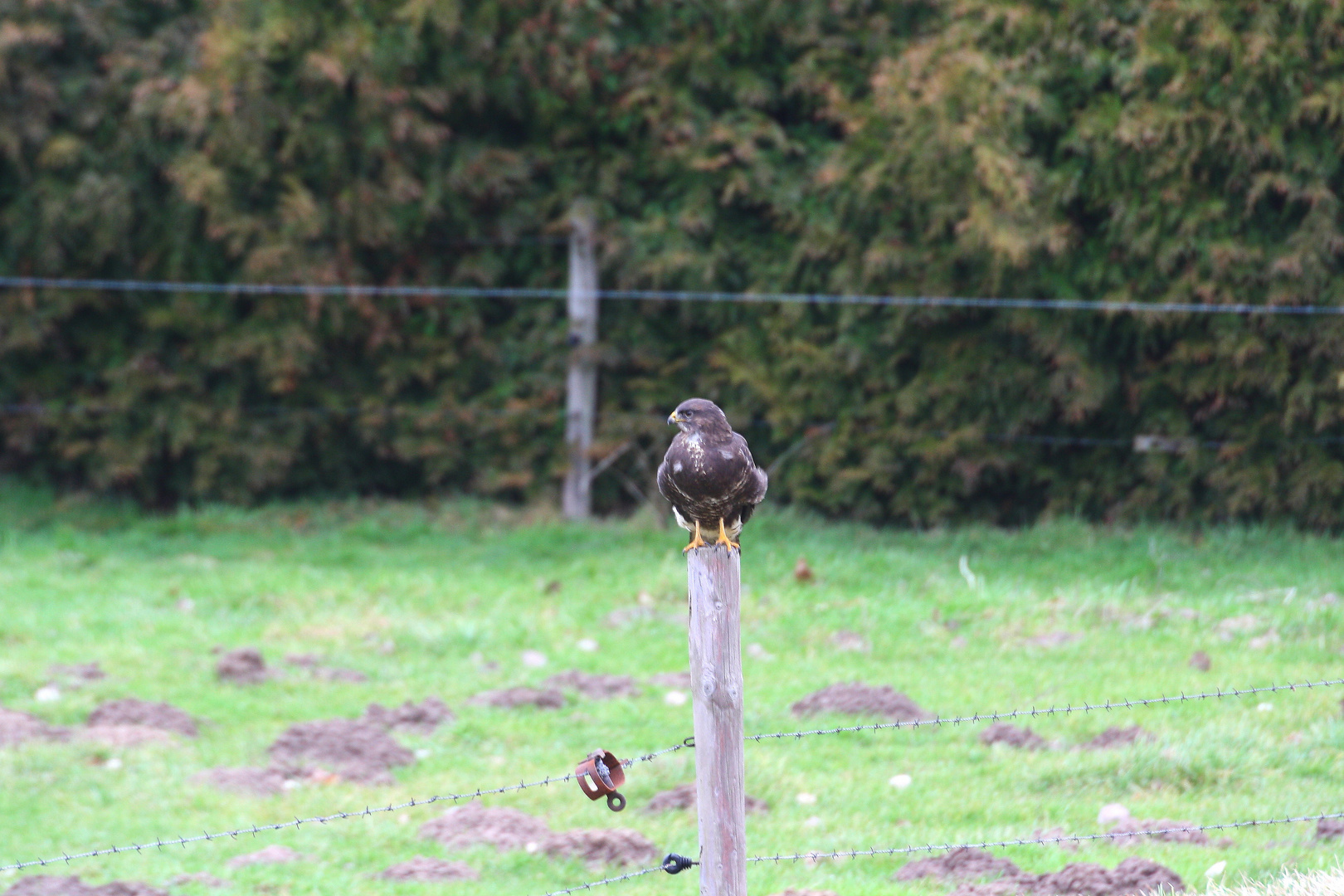 Mäusebussard