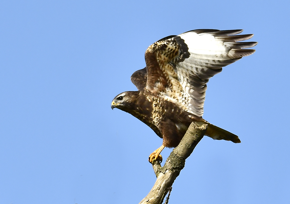 Mäusebussard