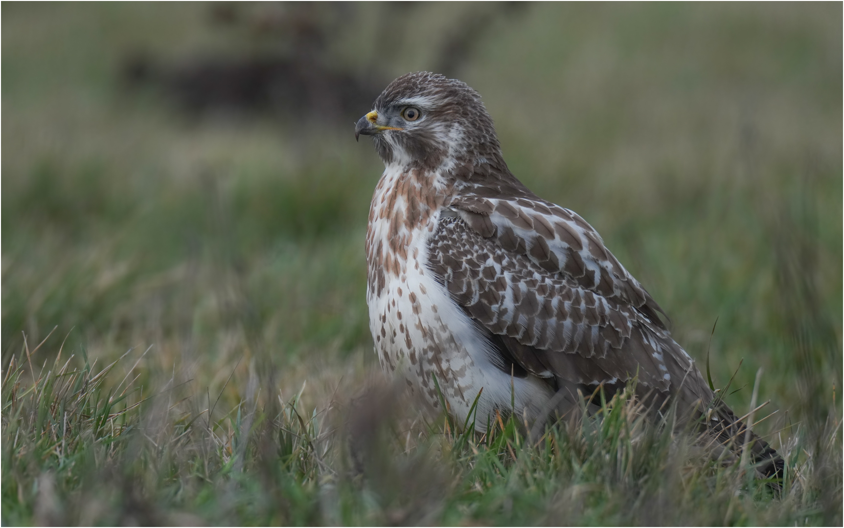 Mäusebussard