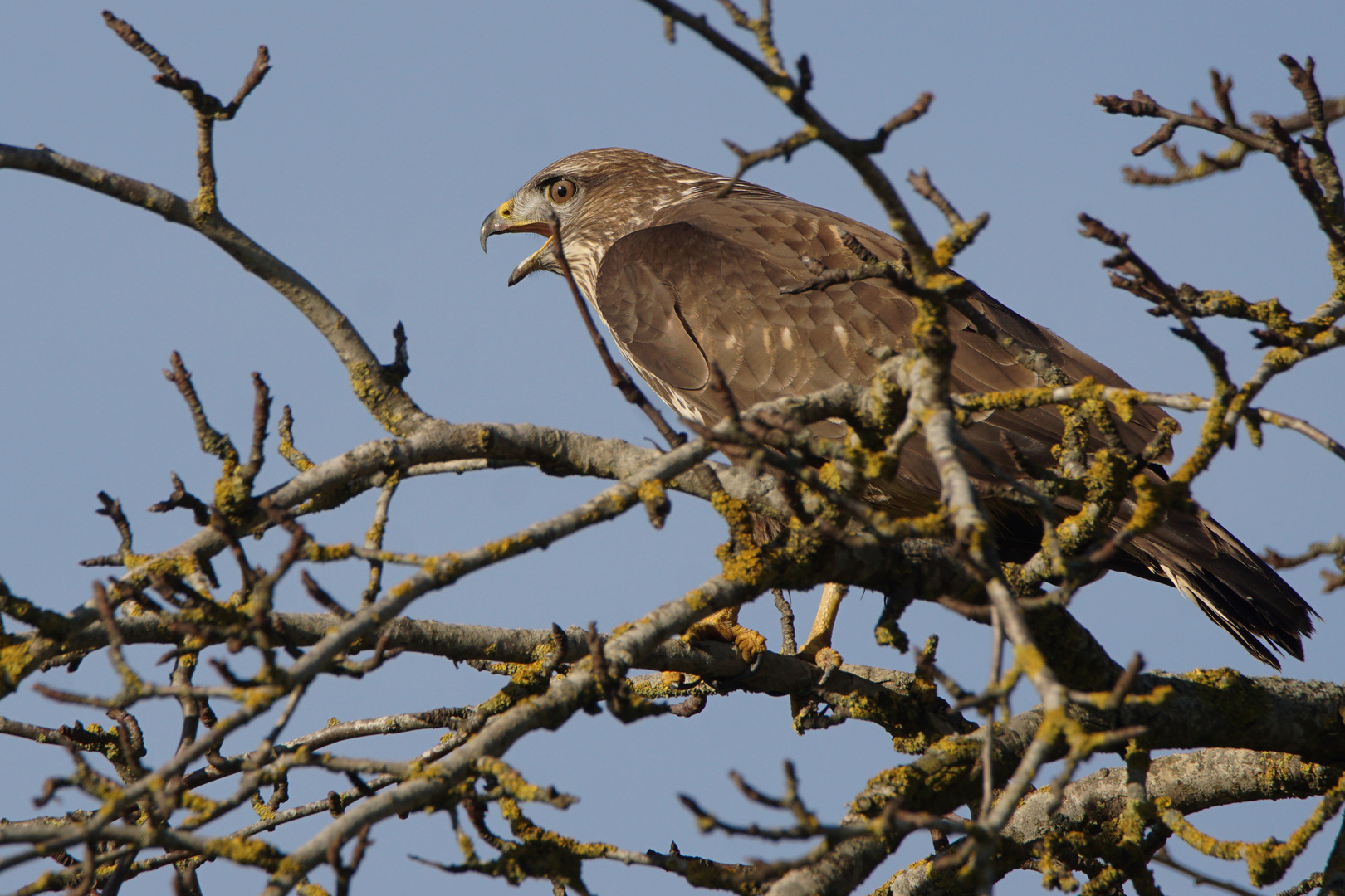 Mäusebussard