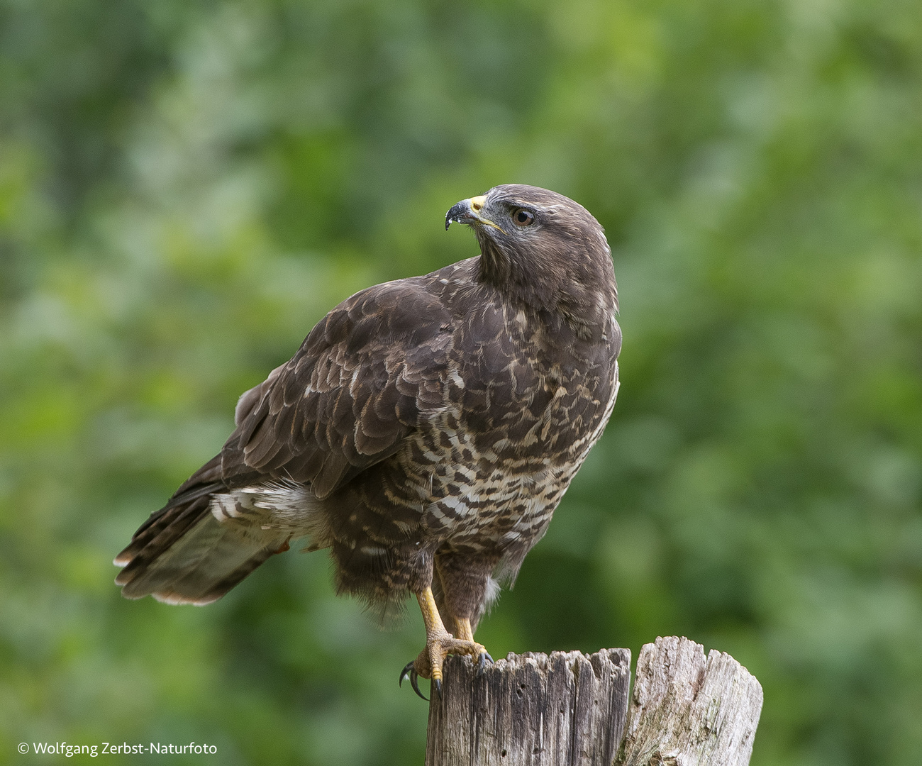 " Mäusebussard   "