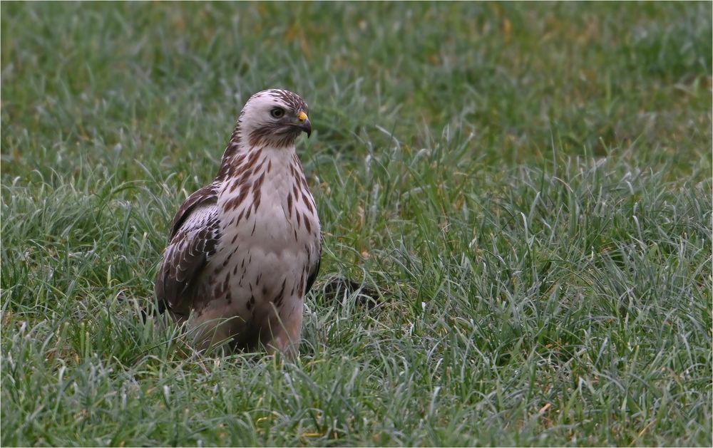 Mäusebussard