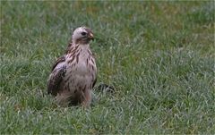 Mäusebussard