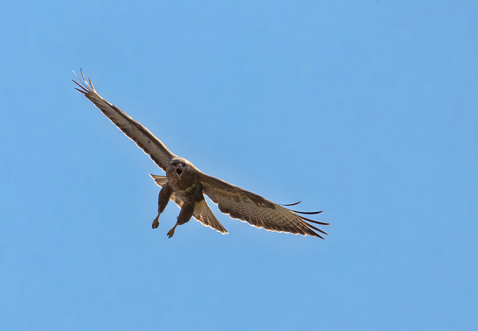 Mäusebussard