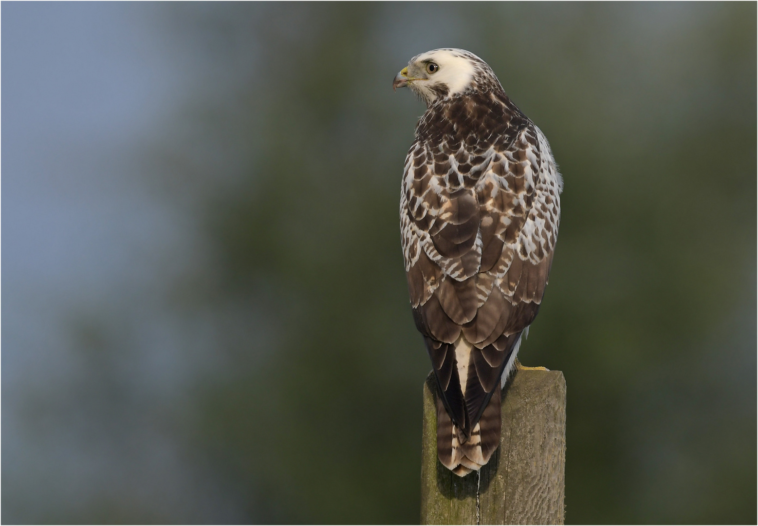 Mäusebussard