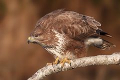 Mäusebussard