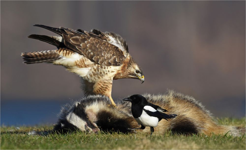 Mäusebussard 