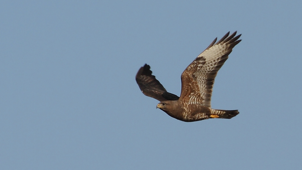 Mäusebussard fliegend