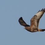 Mäusebussard fliegend