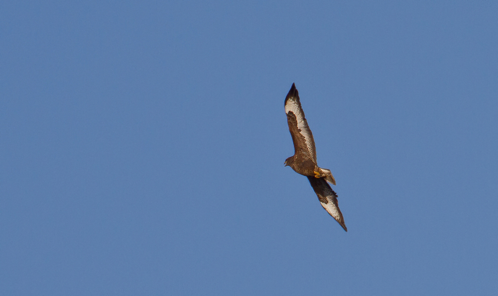 Mäusebussard, fliegend und schreiend