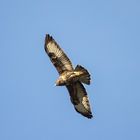 Mäusebussard fliegt patrouille