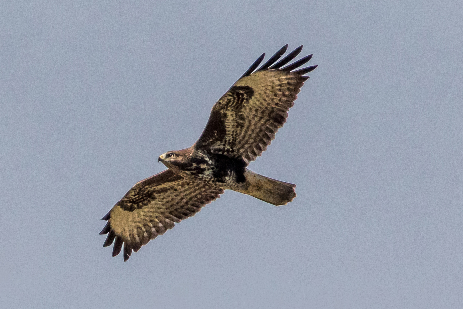 Mäusebussard Flug-3286