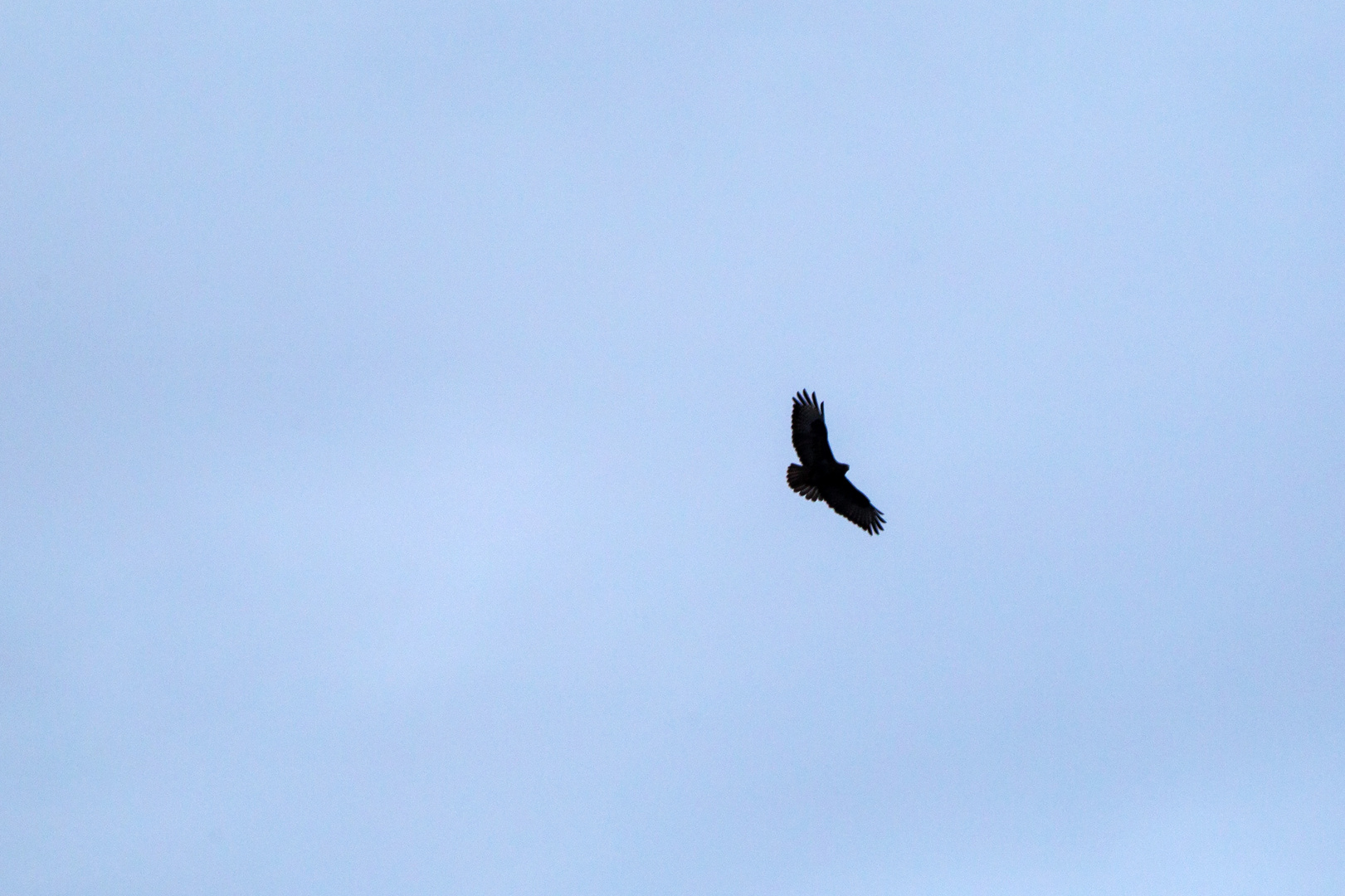 Mäusebussard-Flugbild