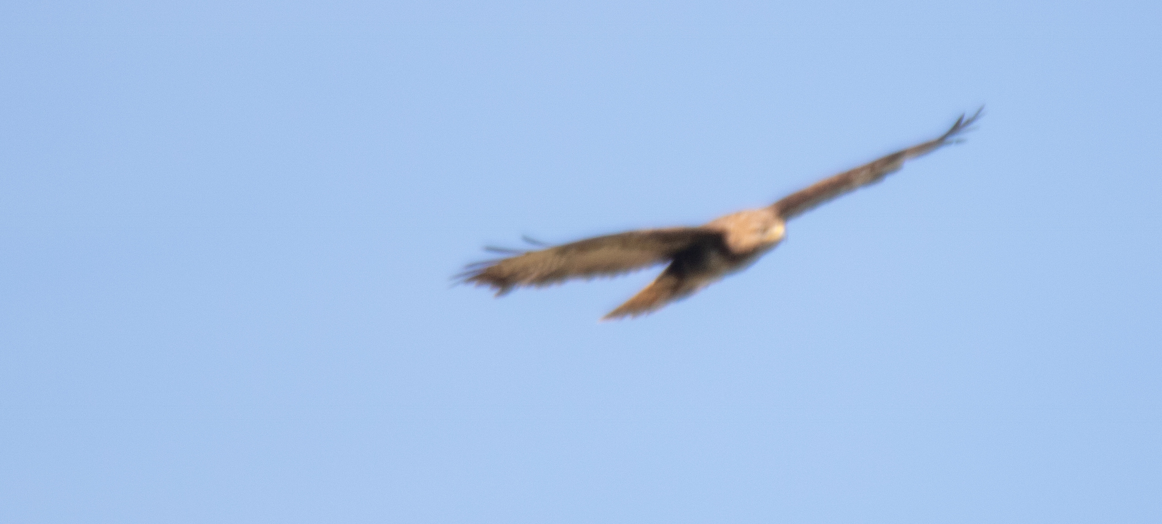 Mäusebussard-Flugbild