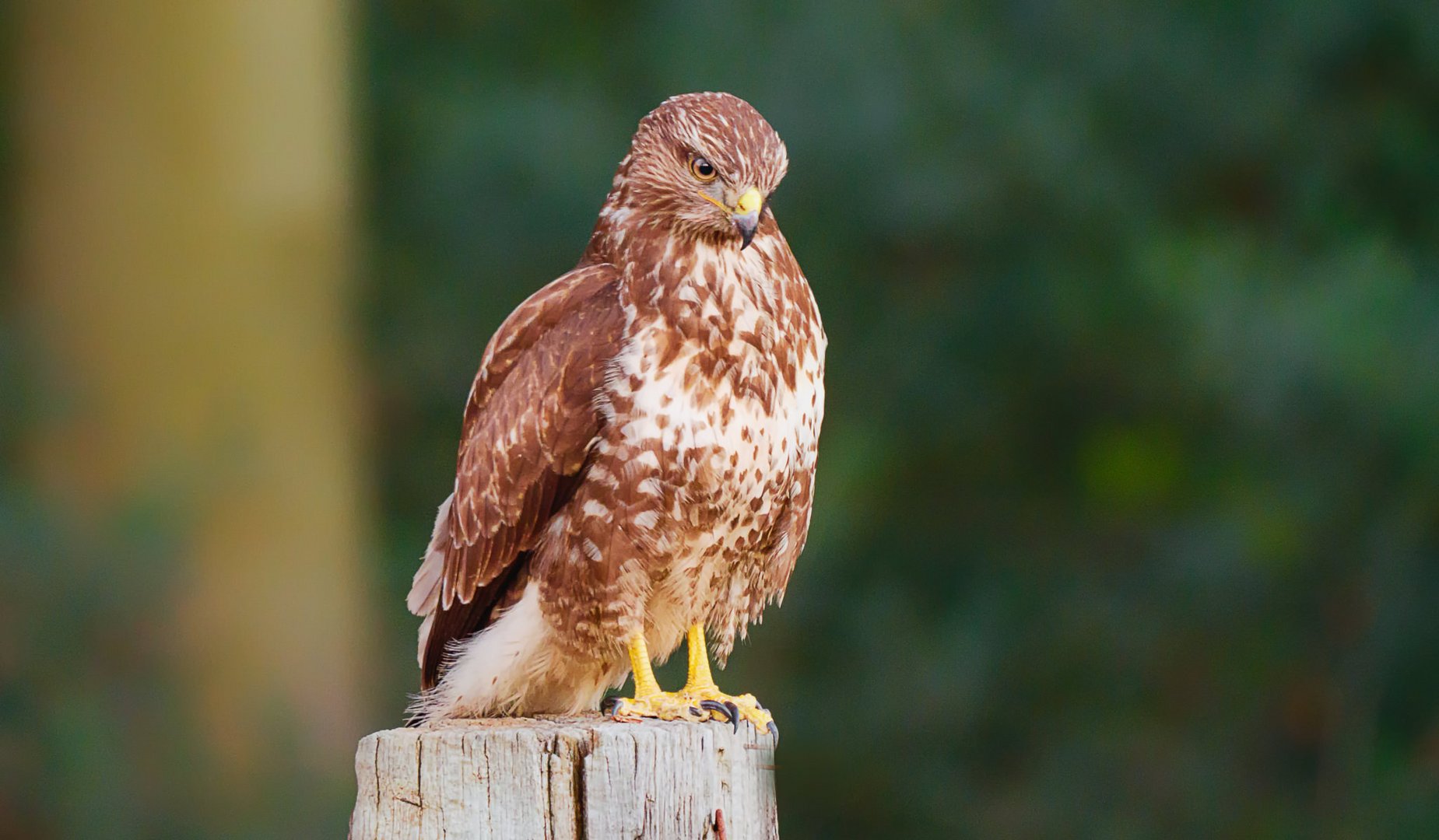 Mäusebussard - Freihand 