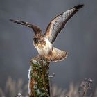 Mäusebussard gelandet