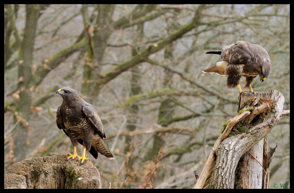 - Mäusebussard gemeinsam - ( Buteo buteo )