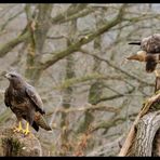 - Mäusebussard gemeinsam - ( Buteo buteo )