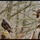 - Mäusebussard gemeinsam - ( Buteo buteo )