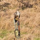 Mäusebussard genießt die Wintersonne