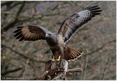 --- Mäusebussard gleich geht es los --- ( Buteo buteo )