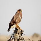   Mäusebussard hält Ausschau.