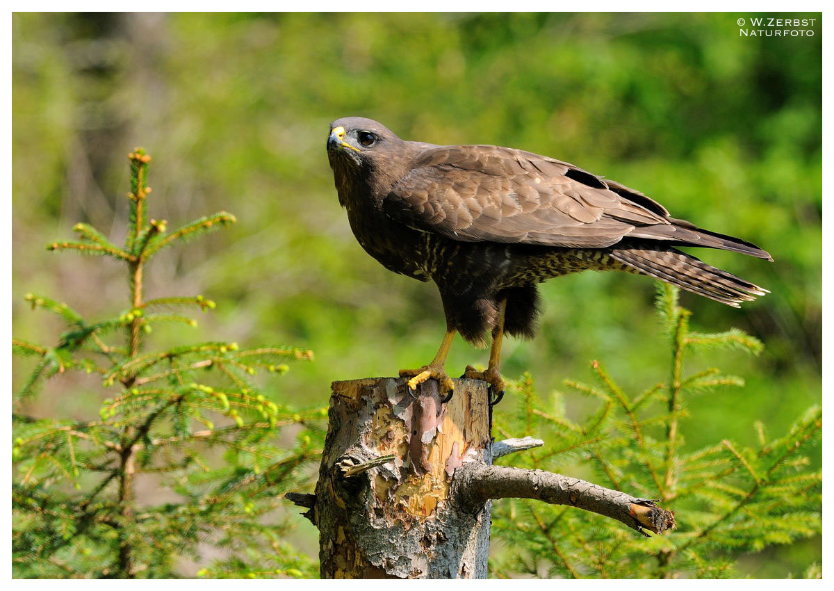 - Mäusebussard hält Ausschau - ( Buteo buteo )